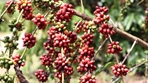 Emater orienta produtores de café do Cone Sul sobre técnica de fermentação de grãos para obter produtos de alta qualidade