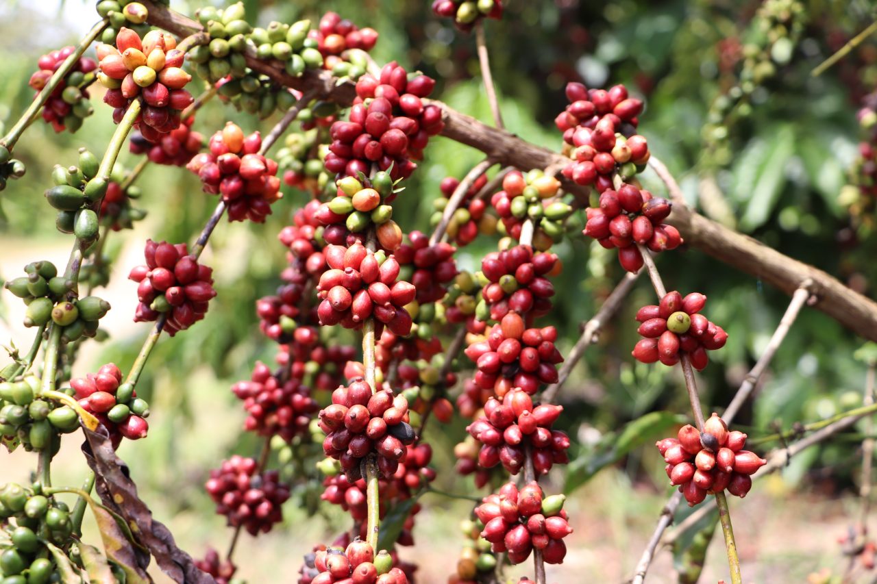 Emater orienta produtores de café do Cone Sul sobre técnica de fermentação de grãos para obter produtos de alta qualidade